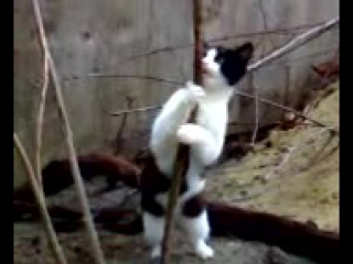 the cat is dancing striptease