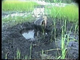 bikini quicksand fun